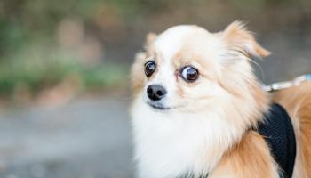 Source: Understanding the Deprivation Index on This Site