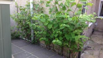 Japanese Knotweed
