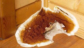 Dry Rot, Wet Rot & Woodworm